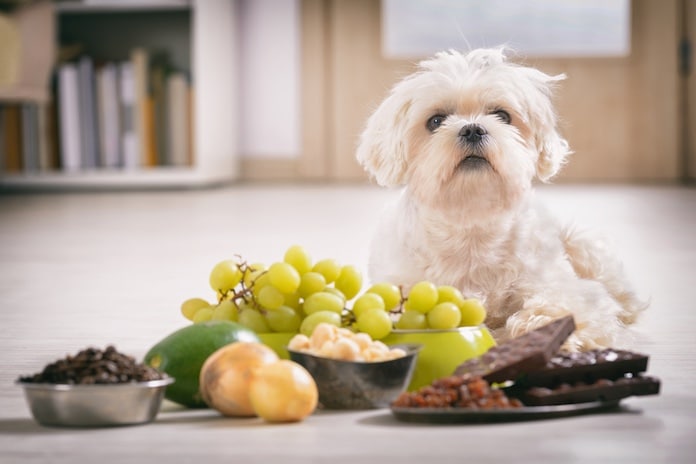 potraviny toxické pre psov
