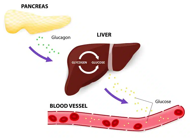 metabolizmus glykogénu v pečeni